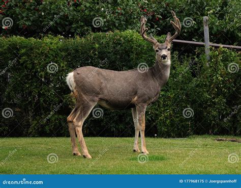 Curiously Looking Canadian Deer Standing In A Backyard Stock Image