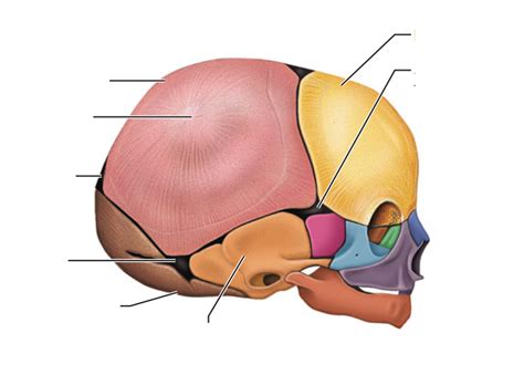 Anatomy Of The Newborn Cranial Sutures And Lateral View