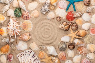 Seashells And Stars Jigsaw Puzzle In Macro Puzzles On TheJigsawPuzzles