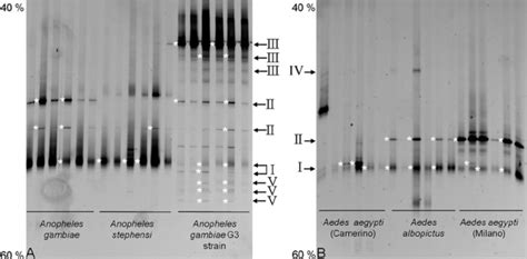 Dgge Profiles Of 16s Rrna Gene Fragments Amplified By Pcr Using General Download Scientific