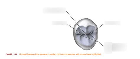 Permanent Maxillary Right Second Premolar Diagram Quizlet