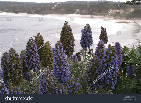 Purple Flowers On California Coast. Stock Photo 702337 : Shutterstock