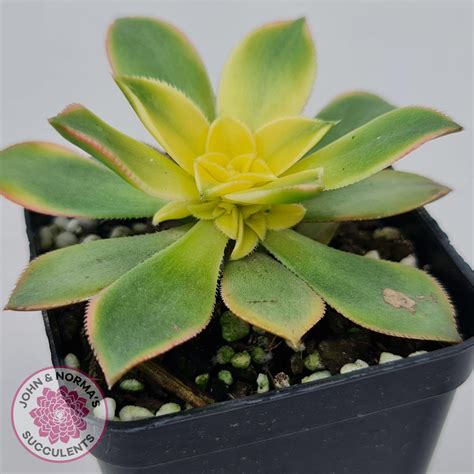 Aeonium Haworthii Dream Color Aka Kiwi John And Normas Succulents