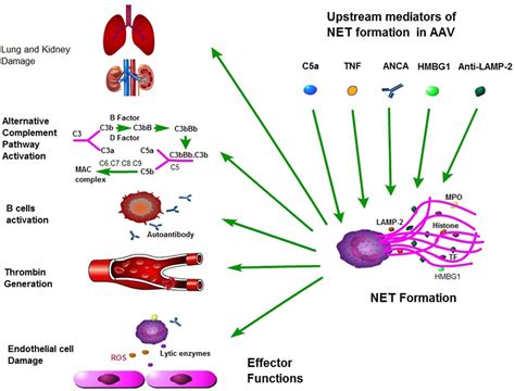 Figure From The Pathogenesis And Treatment In Antineutrophil