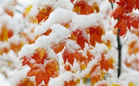 Autumn Snowfall Wallpapers - Wallpaper Cave