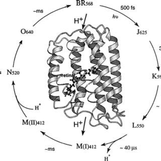 Photonic Potential of Haloarchaeal Pigment Bacteriorhodopsin for Future ...