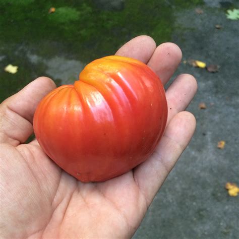 Chianti Rose Heirloom Tomato Seed Happy Cat Farm