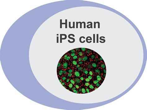 Human Ips Cell Lines Alstem