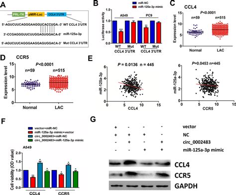 Mir 125a 3p Reversed Circ 0002483 Caused Upregulation Of Ccl4 Ccr5