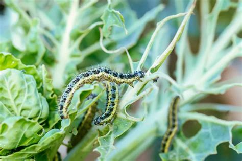 Quel Produit Naturel Pour Tuer Les Chenilles Ou Les Chasser