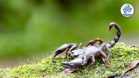 Cómo identificar alacranes venenosos Guía para evitar picaduras