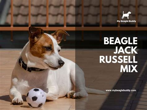 Beagle Jack Russell Mix The Pros And Cons