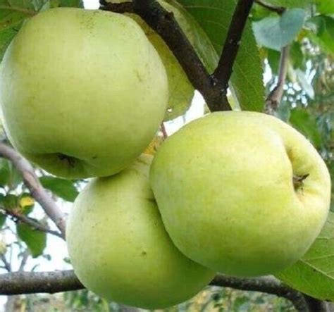 25 Antonovka Apple Tree Malus Pumila Antonovka Yellow Green Fruit Tree