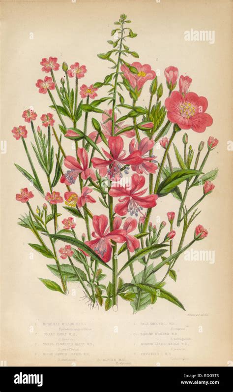 Antique Hand Colored English Victorian Botanical Illustration Circa