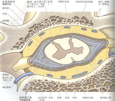 脊膜和脑脊液 临床应用解剖学 医学