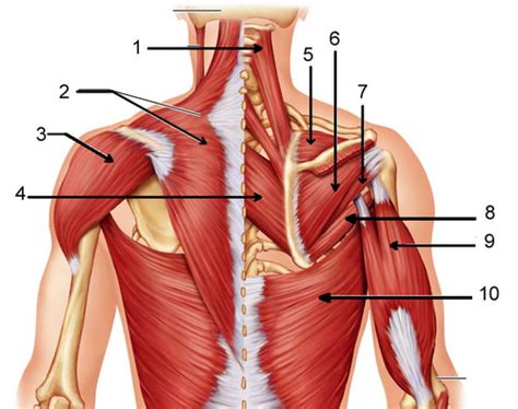 Muscles Back Flashcards Quizlet