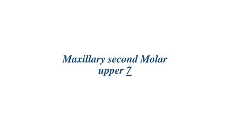 Solution Maxillary Second Molar Studypool