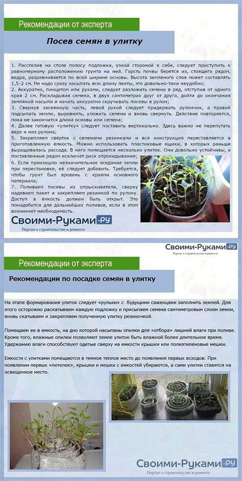 Посев семян в улитку | Ведро, Семена, Берет