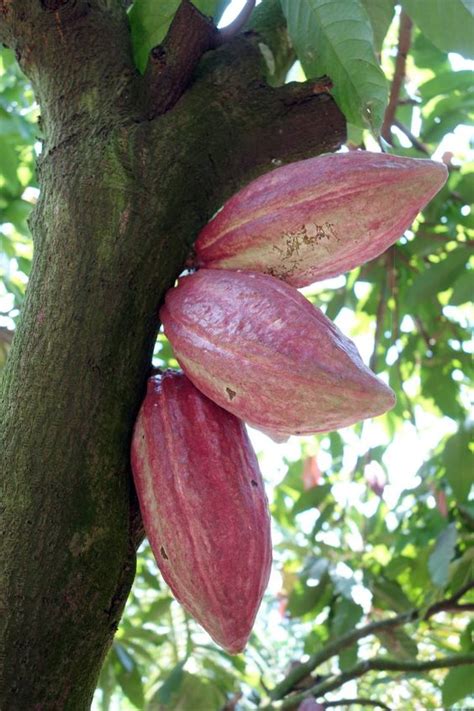 Different Tips About How To Grow Cacao Make Your Own Chocolate