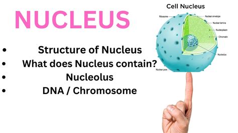 Nucleus Cell Biology Class 9th And 11th Cbse Youtube