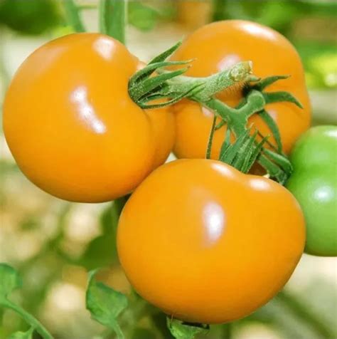 10 SAMEN GOLDENE Königin Tomate gold gelbe SAFTIG FRUCHTIG Saatgut