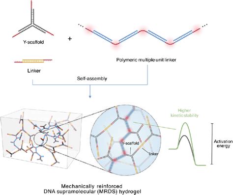 Reinforcing DNA Supramolecular Hydrogel With Polymeric Multiple Unit