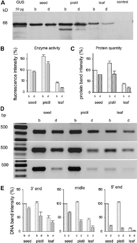 Western Blotting A And Rt Pcr D Comparison Of Extracts From Bulk