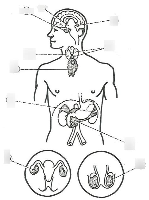 Endocrine System Anatomy Diagram Quizlet