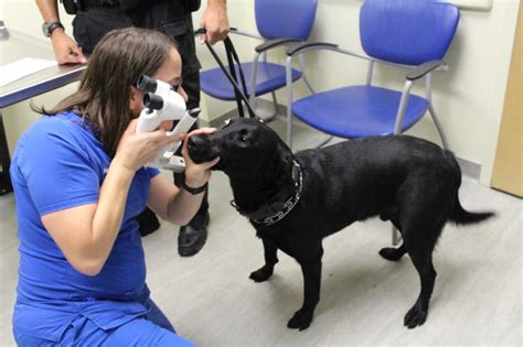 Uf Small Animal Hospital Offering Free Eye Heart Screenings For