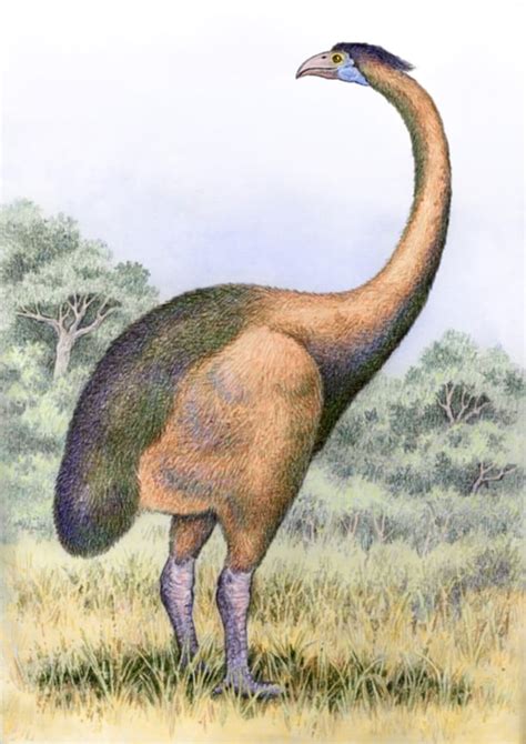 Giant Moa Dinosaurs Pictures And Facts