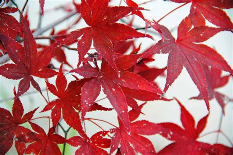 Japanese Maple Lifespan How Long Can These Trees Live