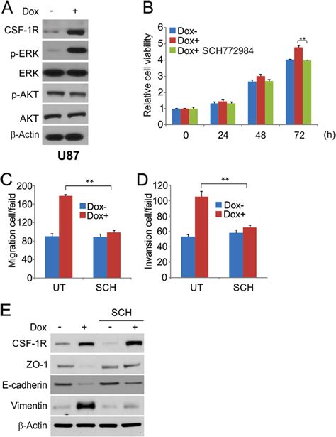 Csf 1r Enhances Erk1 2 Signaling In Glioma Cells A Effects Of Csf 1r Download Scientific