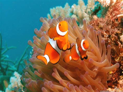 Clownfish Wallpapers - Wallpaper Cave