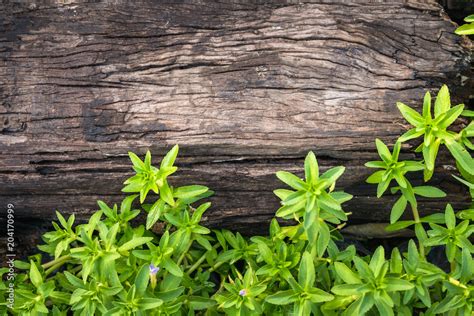 Limnophila aromatic, Limnophila geoffrayi Bonati Stock Photo | Adobe Stock