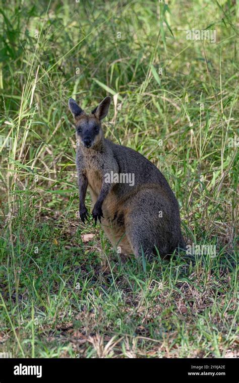 Pretty Faced Wallaby Stock Photo Alamy