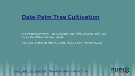 PPT - Date Palm Tree Cultivation PowerPoint Presentation, free download ...