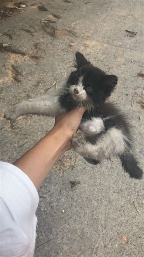 Concurso Elege Gato Vira Lata Mais Bonito Do Brasil Veja Fotos