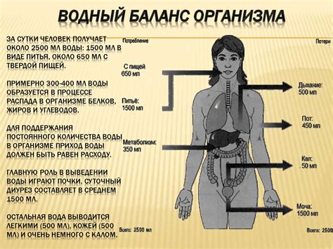 Мочевые органы мочевыделительной системы - online presentation
