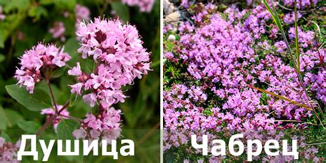 Чабрец и душица это одно и то же растение или нет?