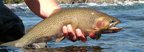 Naches River Fly Fishing Trips | The Evening Hatch