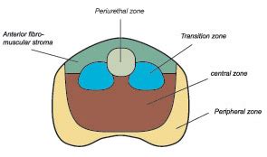 Prostate Anatomy Ultrasound