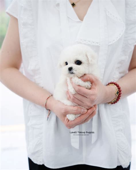 Mini Bichon Frise Female [Vida] | Lowell Teacup Puppies inc