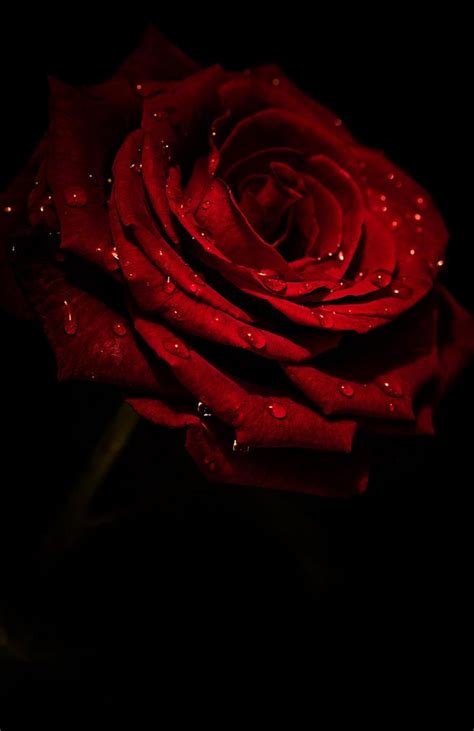 Love roses are red photo – Artofit