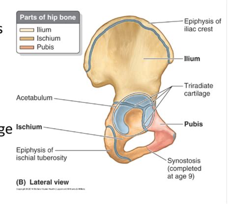 The Lower Limb Flashcards Quizlet