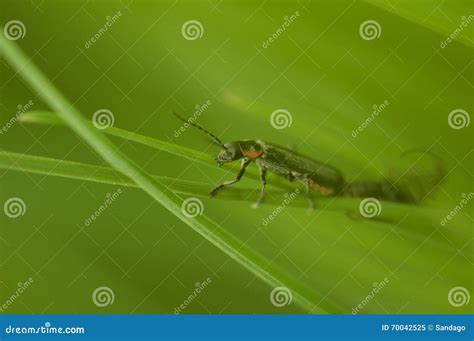 Insects Having Sex Stock Image Image Of Relationship 70042525