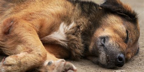 Síntomas y acciones ante la ingestión o inhalación de lejía por perros