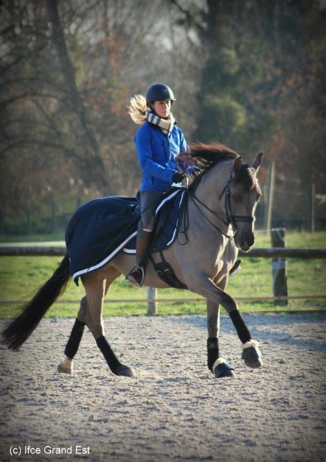 Cs Jeunes Chevaux Portrait De Na S L Ve En Formation