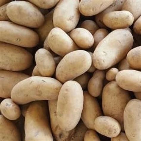 A Grade Gujarat Santana Potato For French Fries Leno Bag Packaging Size 50 Kg At Rs 25kg In