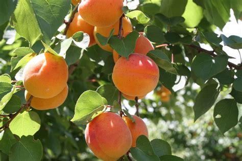 What Is The Fastest Growing Fruit Tree Hunker