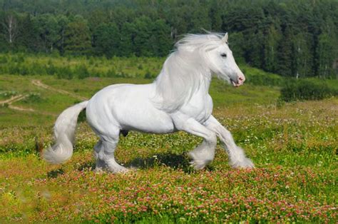 🔥 [41+] Horse White Background | WallpaperSafari